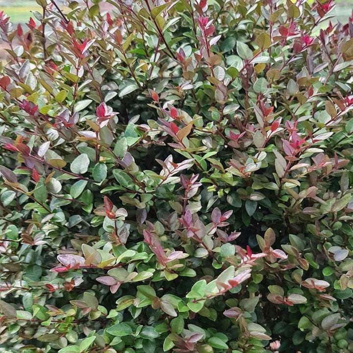 Lonicera nitida Garden Clouds® 'Purple Storm'®