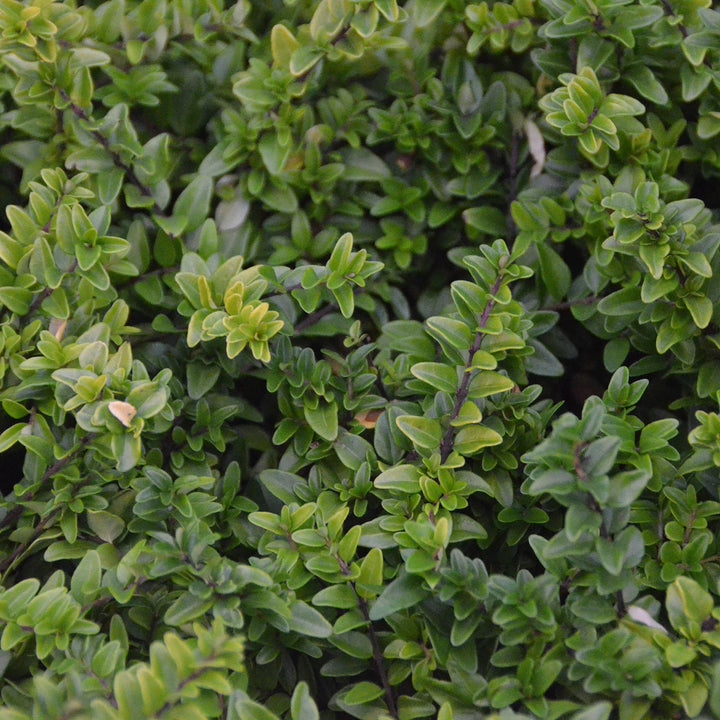Lonicera nitida 'Maigrün'