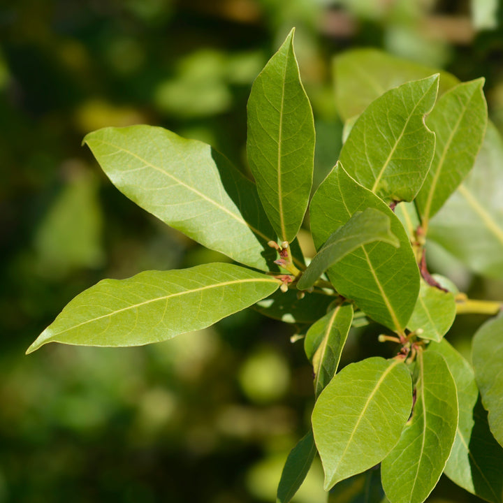 Blätter und Knospen eines Lorbeerbaums