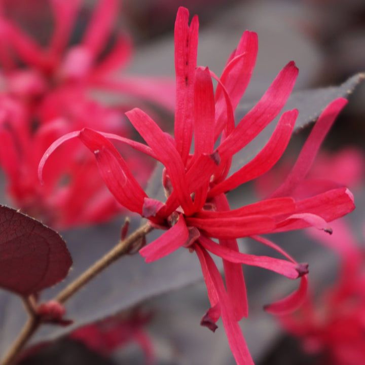 Blüte der Loropetalum 'Black Pearl'