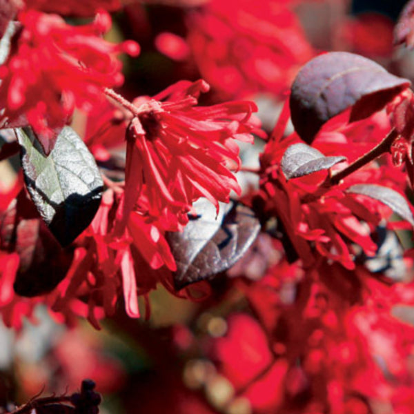 Loropetalum chinense 'Ever Red' ®