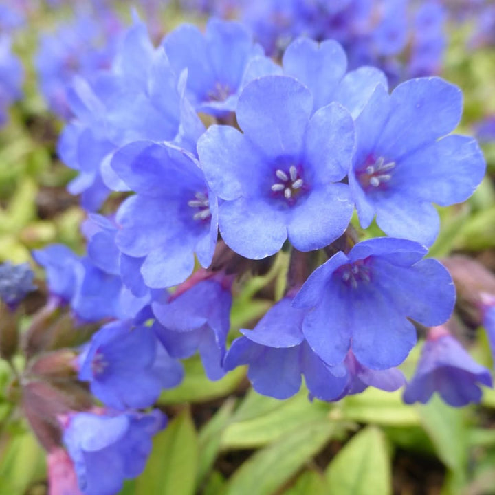 Lungenkraut 'Blaues Meer' Blau