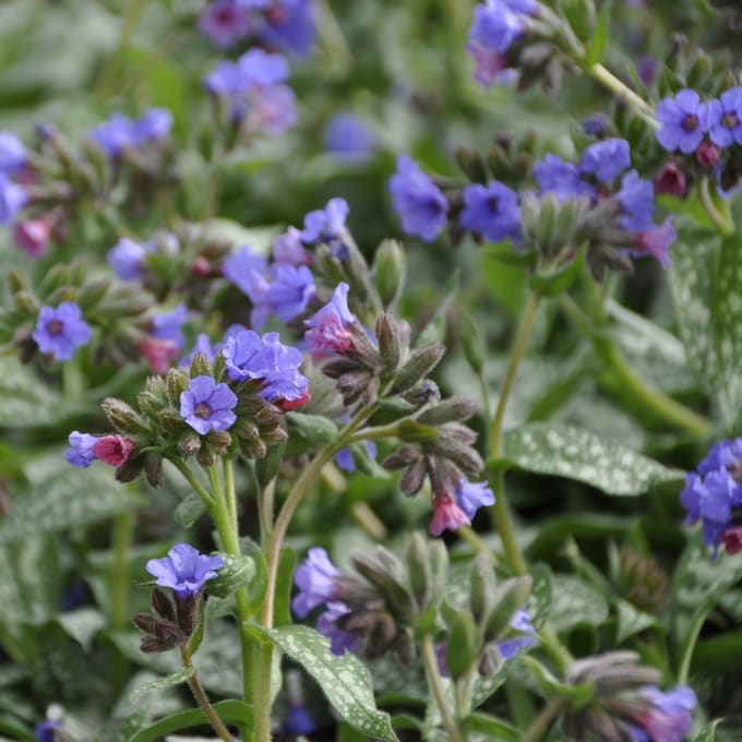 Lungenkraut 'Trevi Fountain'® Blau