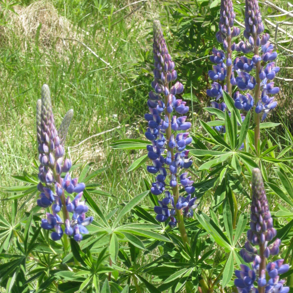 Lupine 'Legendary Blue Shades' Blau