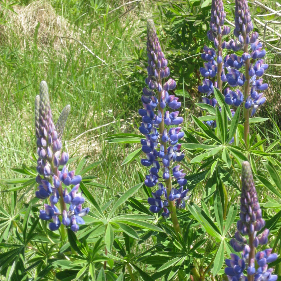 Lupine 'Legendary Blue Shades' Blau