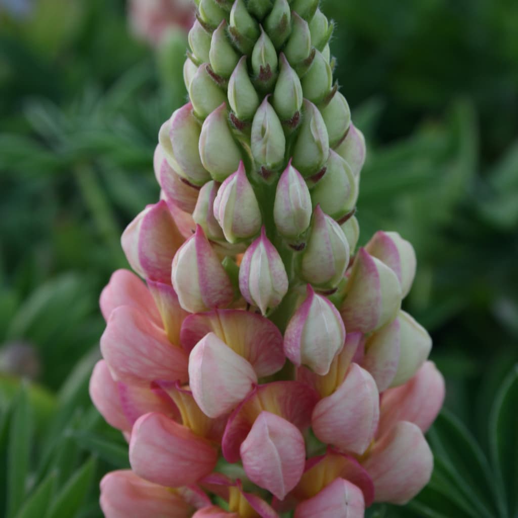 Lupine 'Legendary Rose Shades' Rosa