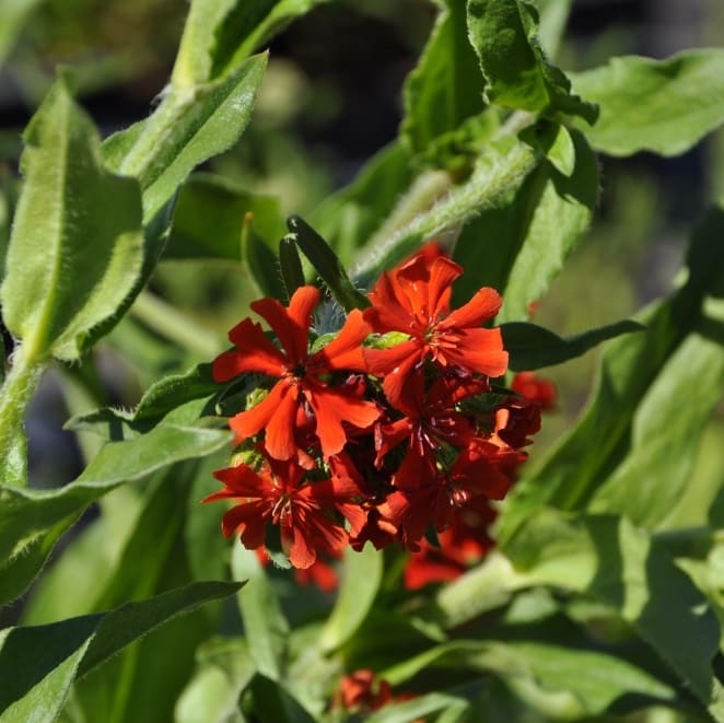 Lychnis chalcedonica