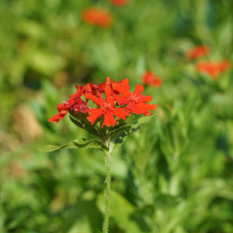 Lychnis chalcedonica