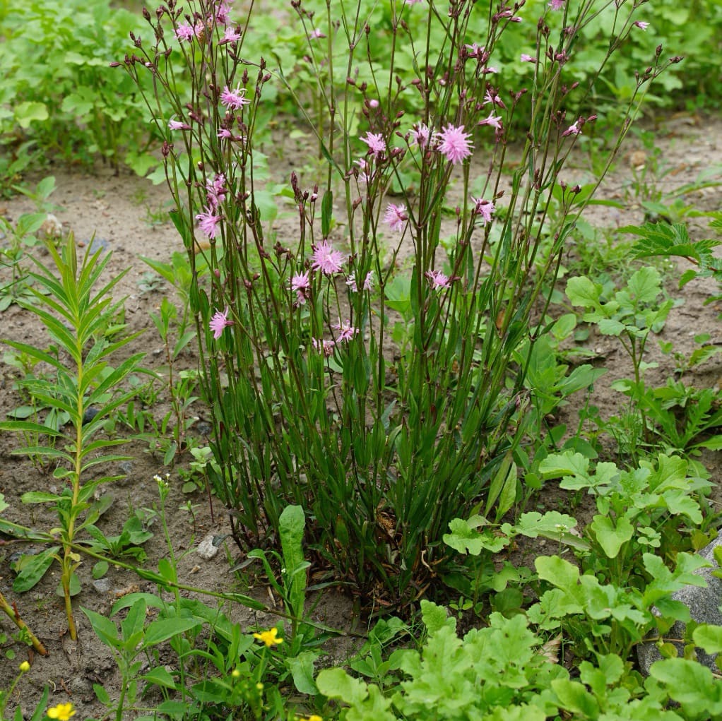 Lychnis flos-cuculi