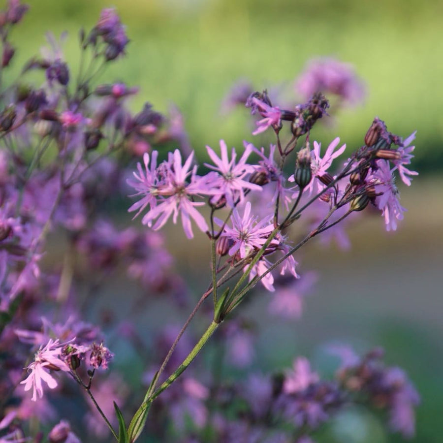 Lychnis flos-cuculi