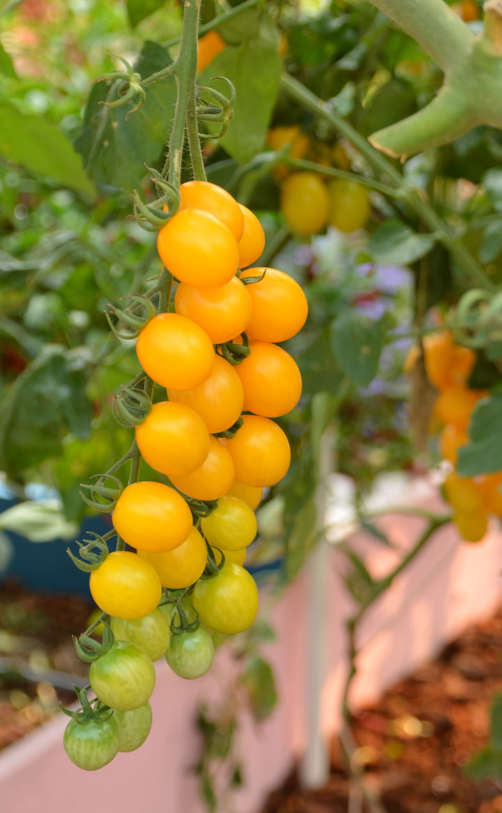 Lycopersicon pimpinellifolium 'Golden Currant'