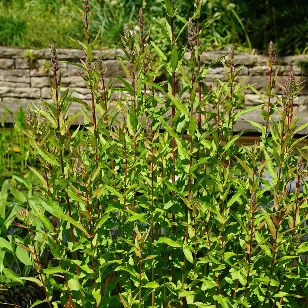 Lythrum salicaria