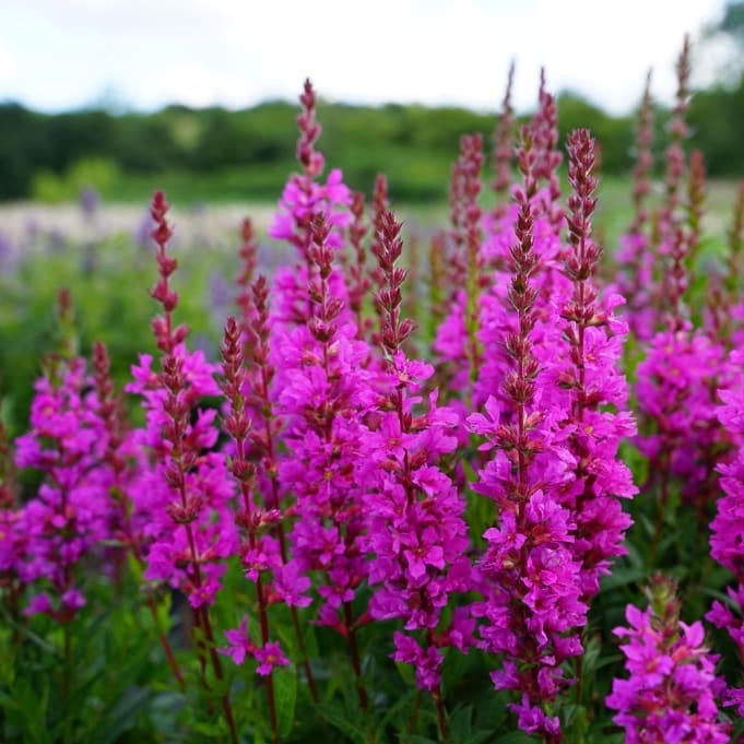 Lythrum salicaria 'Robin'