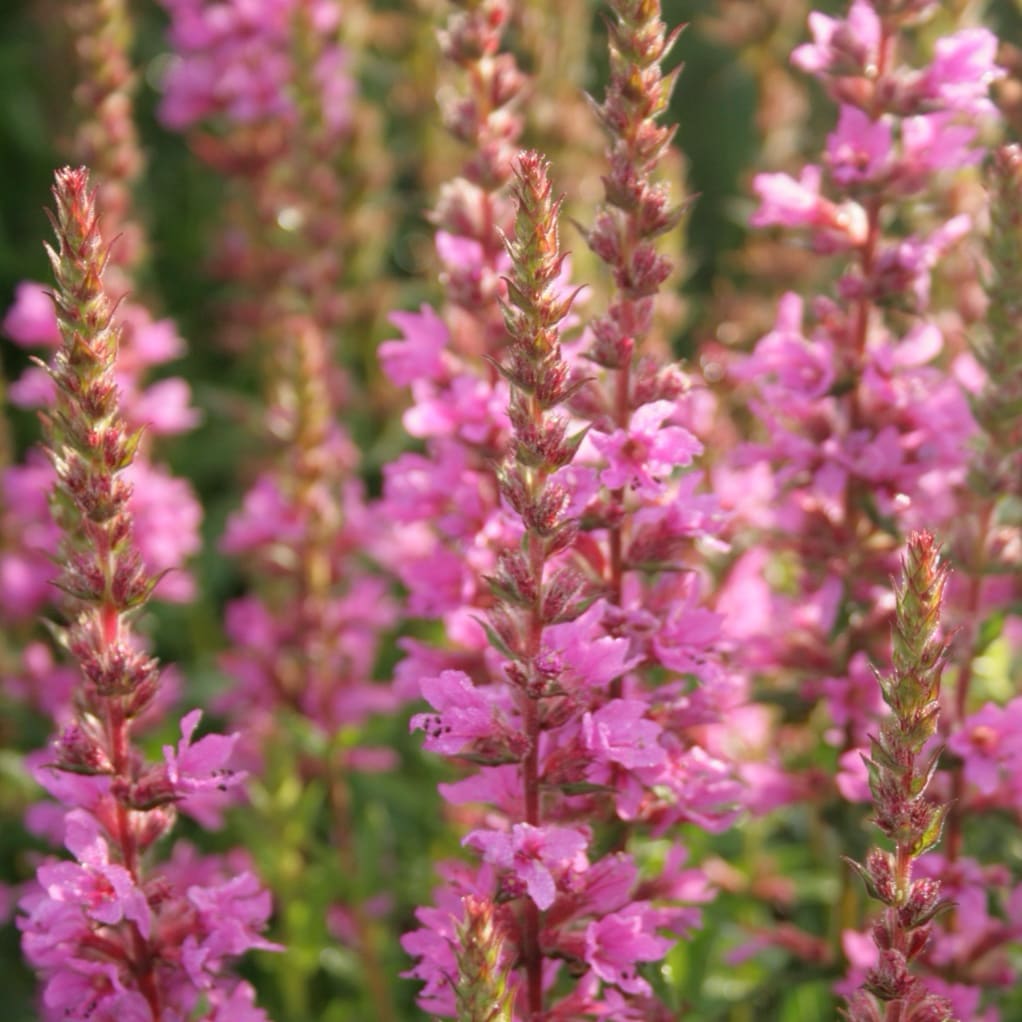 Lythrum salicaria 'Robin'