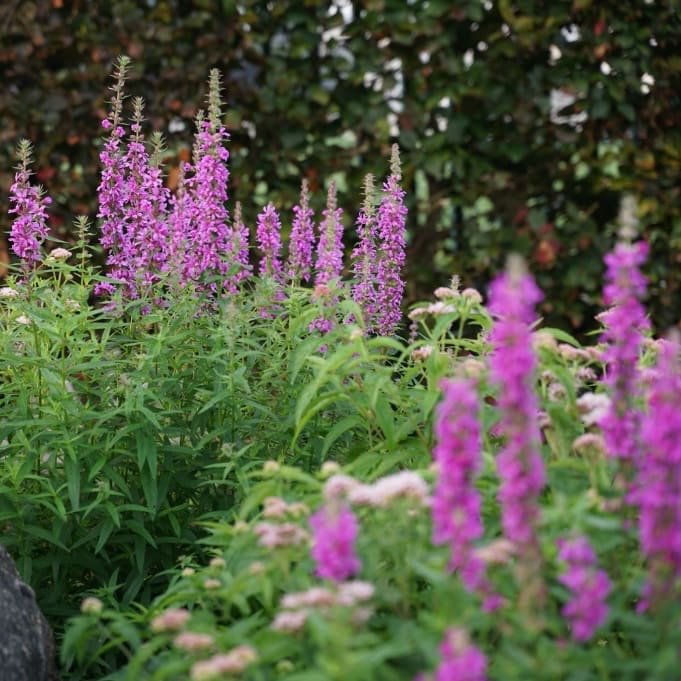 Lythrum salicaria