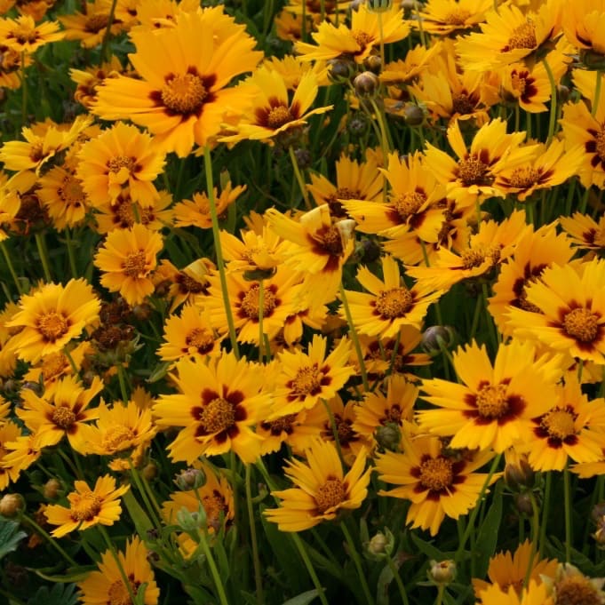 Mädchenauge 'Grandiflora' Gelb
