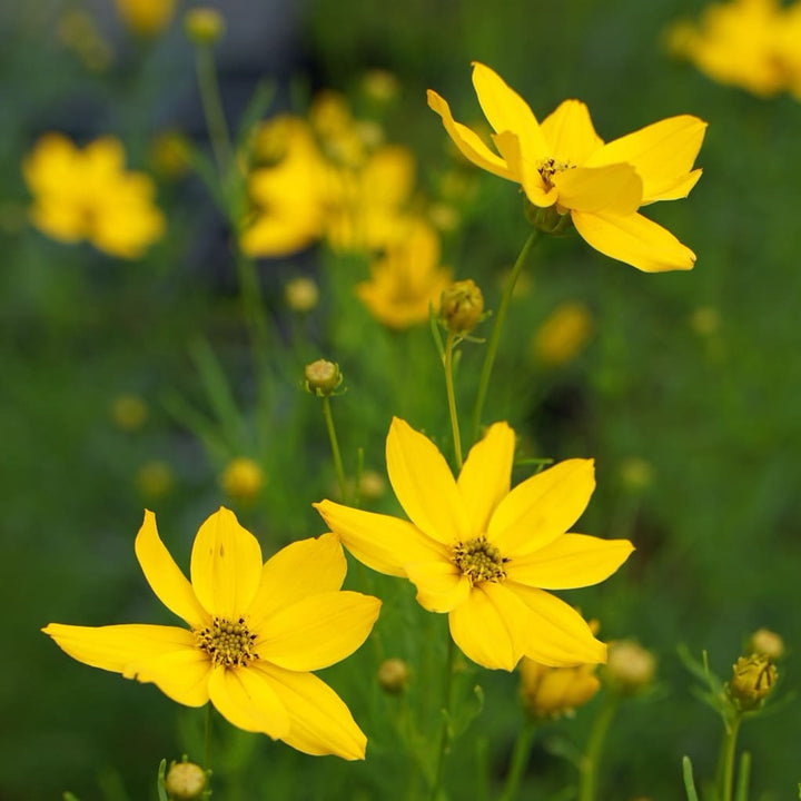 Mädchenauge 'Grandiflora' Gelb