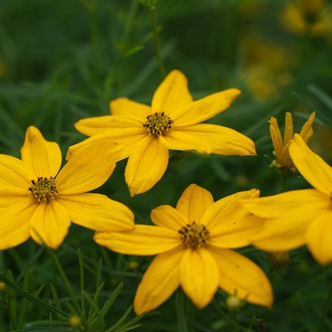 Mädchenauge 'Grandiflora' Gelb