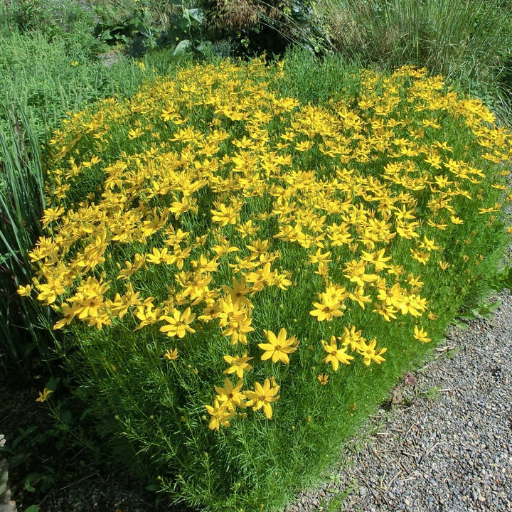 Mädchenauge 'Grandiflora' Gelb