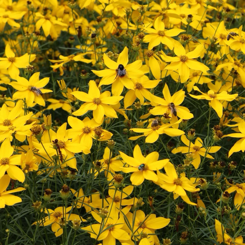 Mädchenauge 'Grandiflora' Gelb