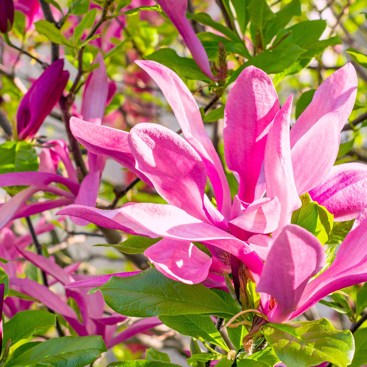 Blühende Magnolia liliiflora 'Susan'