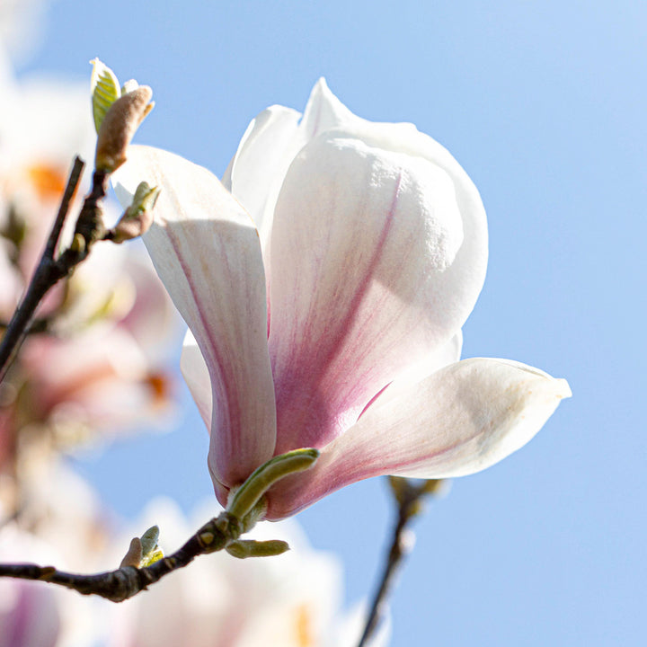 Blüte der Magnolia soulangeana