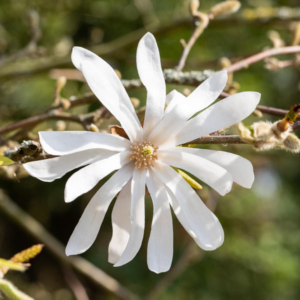 Weiße Blüte der Magnolia stellata