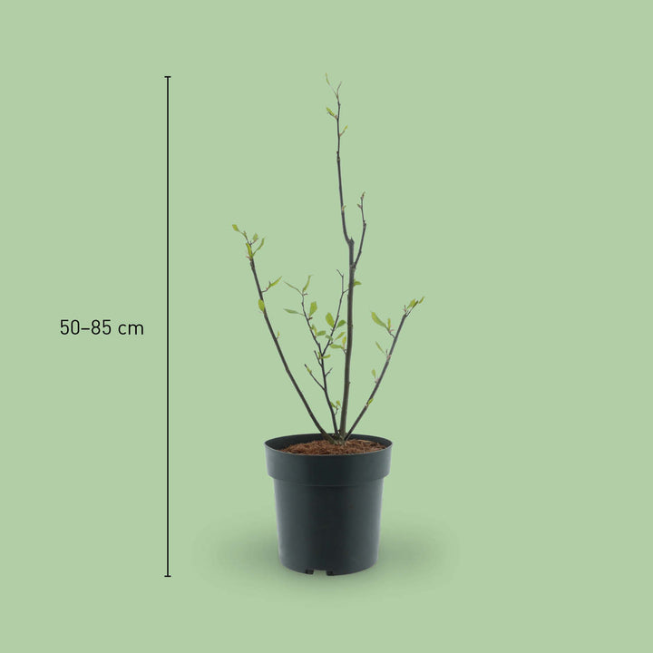 Größe der Magnolia 'Susanna'