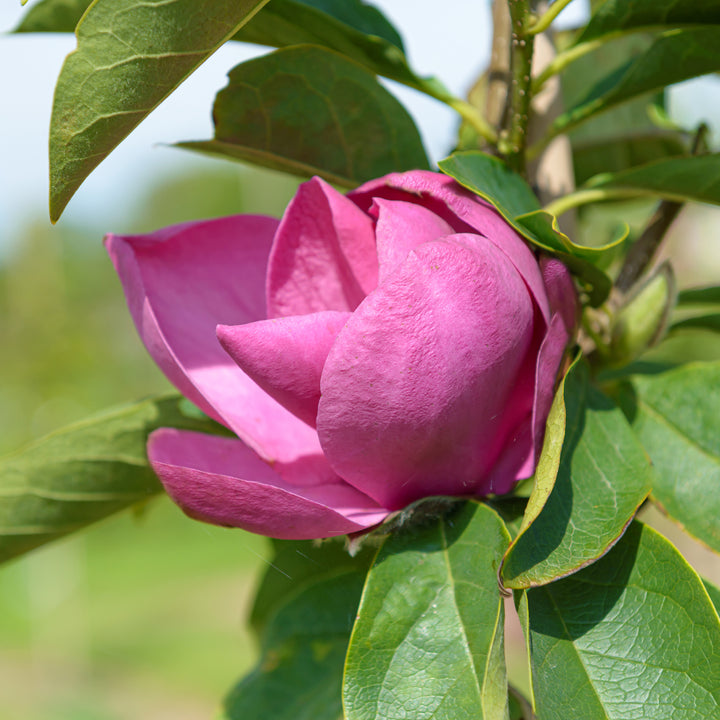 Blüte der Magnolie 'Cleopatra'