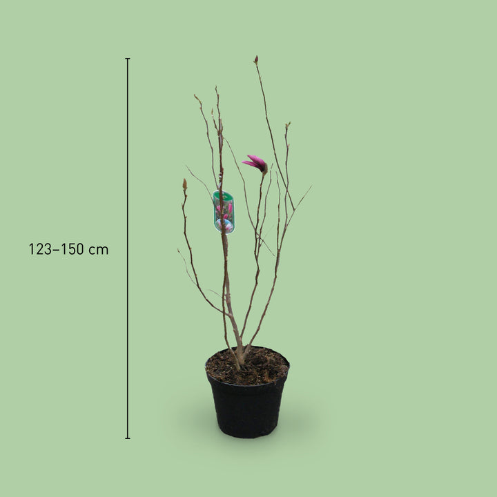 Größe der Magnolie 'Cleopatra'