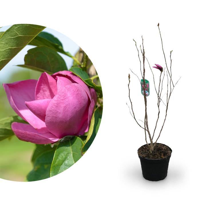 Magnolie 'Cleopatra' Purpurrosa-bläulich
