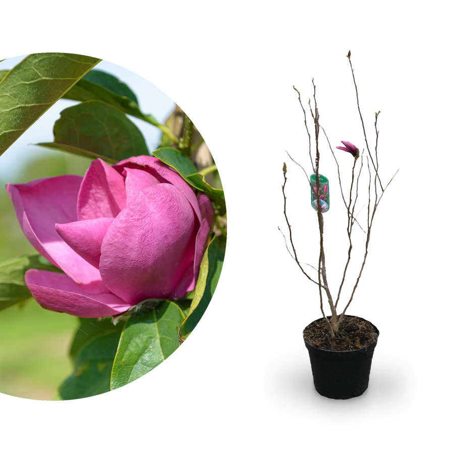 Magnolie 'Cleopatra' Purpurrosa-bläulich
