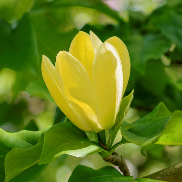 Blüte der Magnolie 'Yellow Bird'