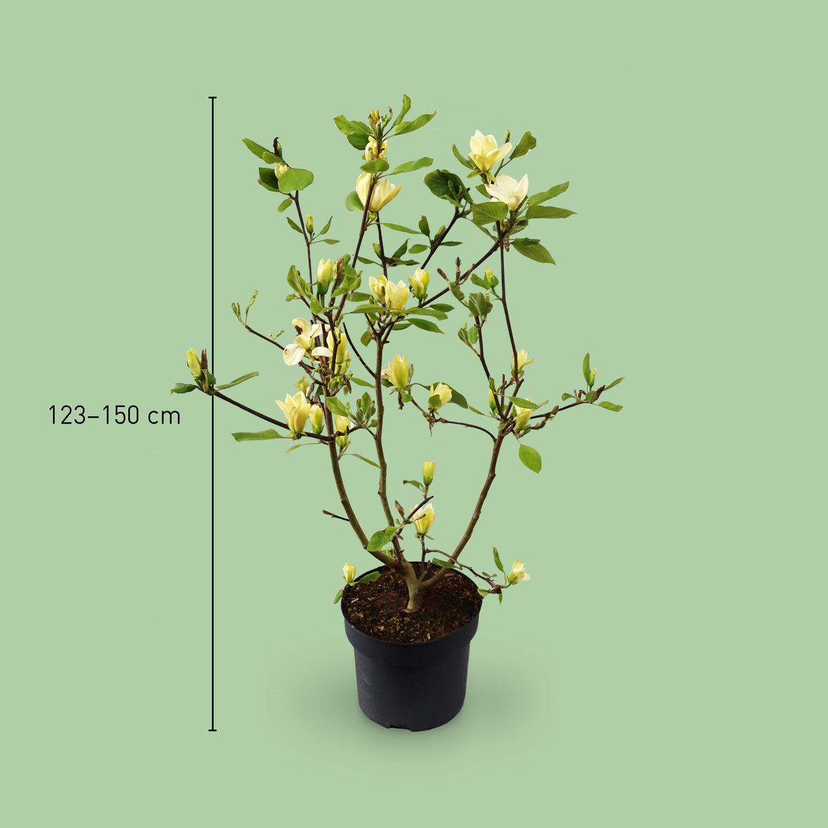 Größe der Magnolie 'Yellow Bird'