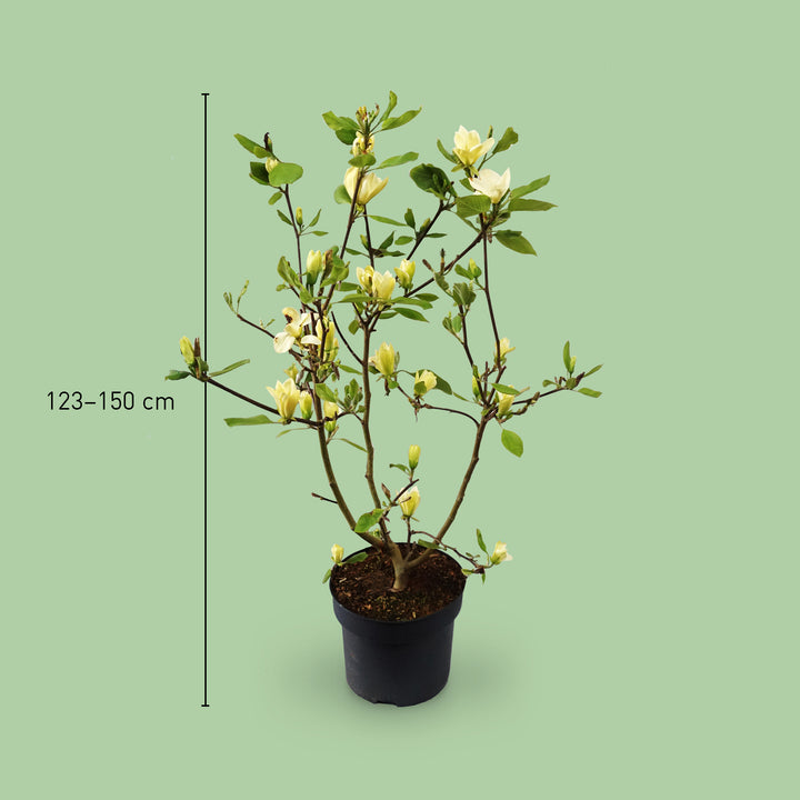 Größe der Magnolie 'Yellow Bird'