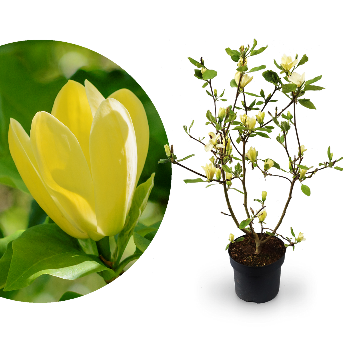 Magnolie 'Yellow Bird' Gelb