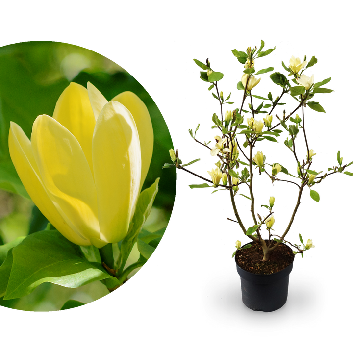 Magnolie 'Yellow Bird' Gelb