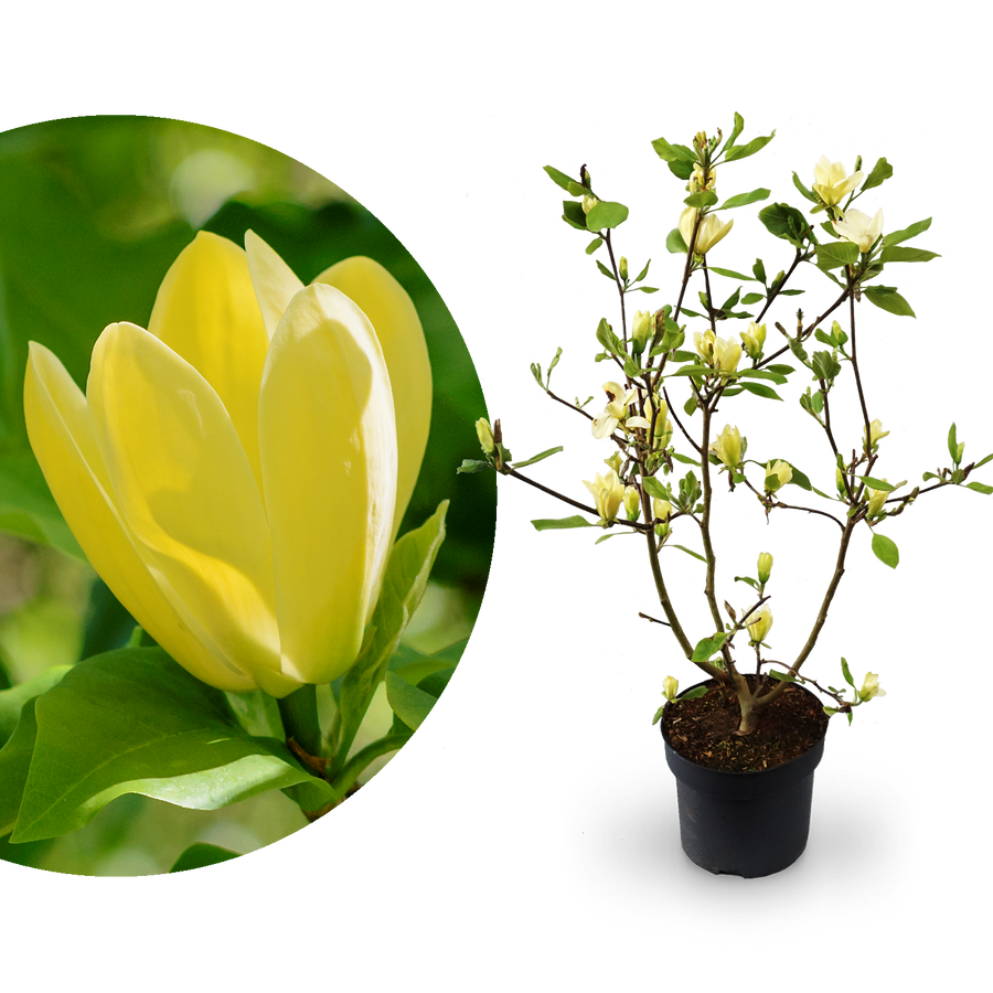 Magnolie 'Yellow Bird' Gelb