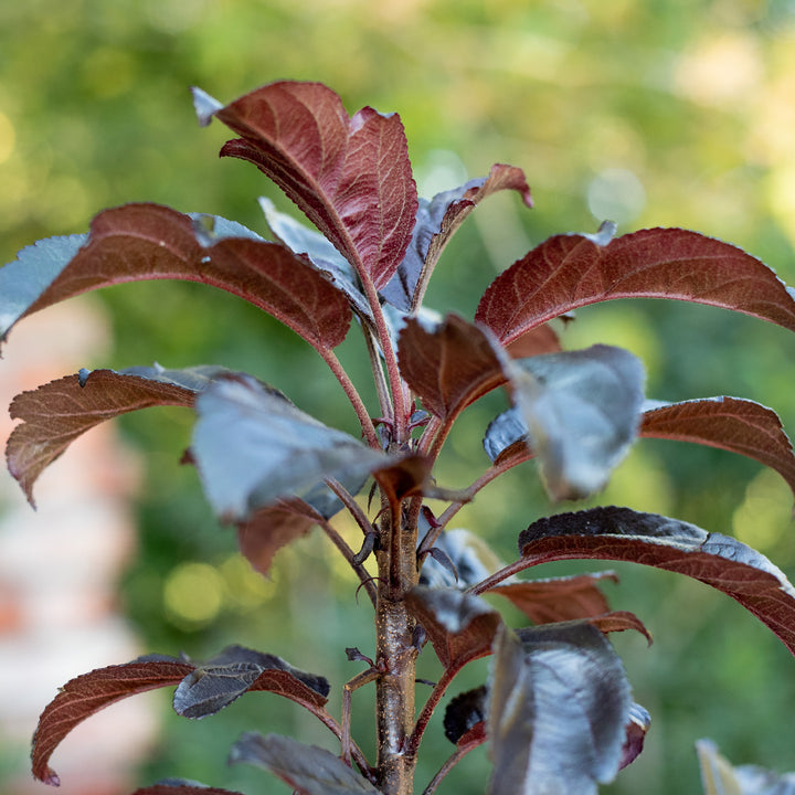 Blätter des Zier-Apfelbaum 'Aros'®
