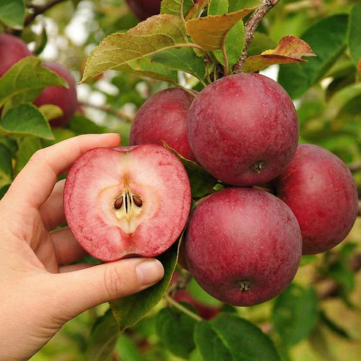 Malus 'Baya Marisa'
