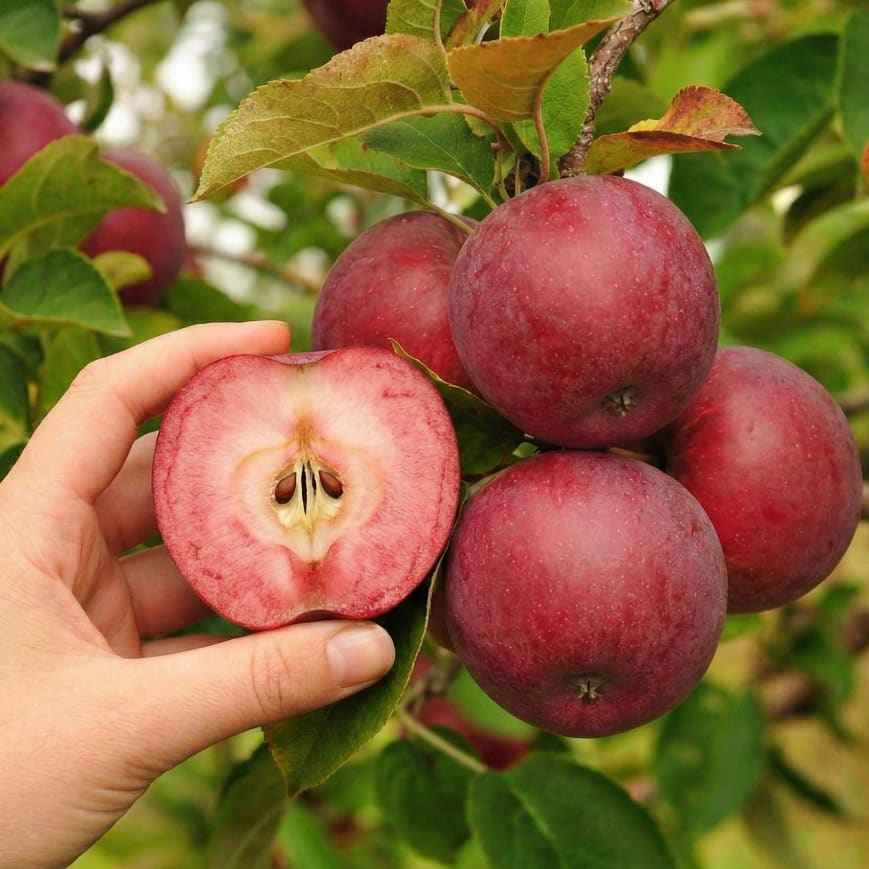 Malus 'Baya Marisa'