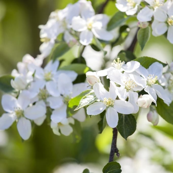 Malus 'Braeburn'