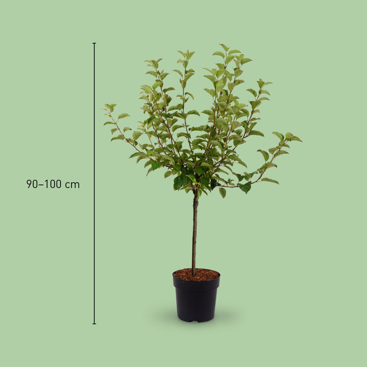 Größe von Malus 'Evereste'®