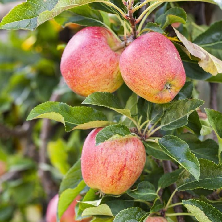 Malus 'Gala'