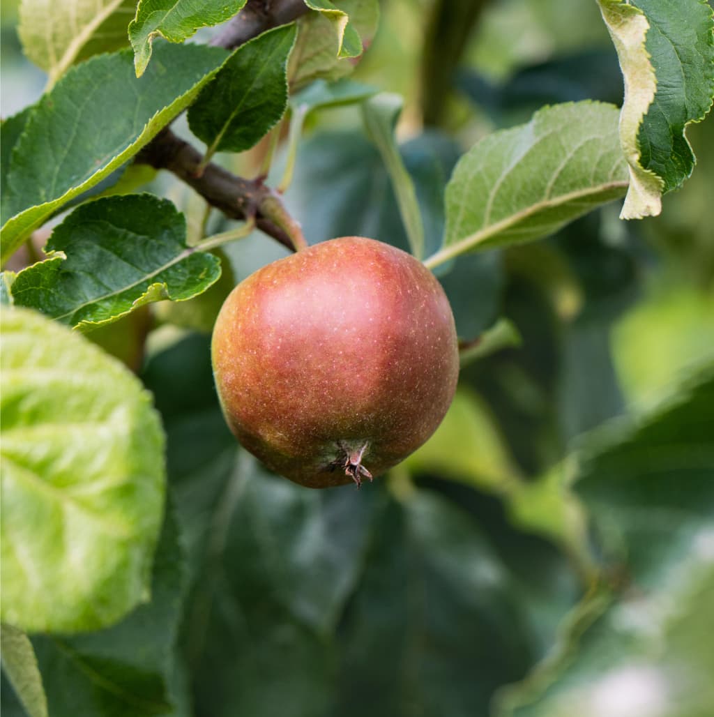 Malus 'Geheimrat Dr. Oldenburg'