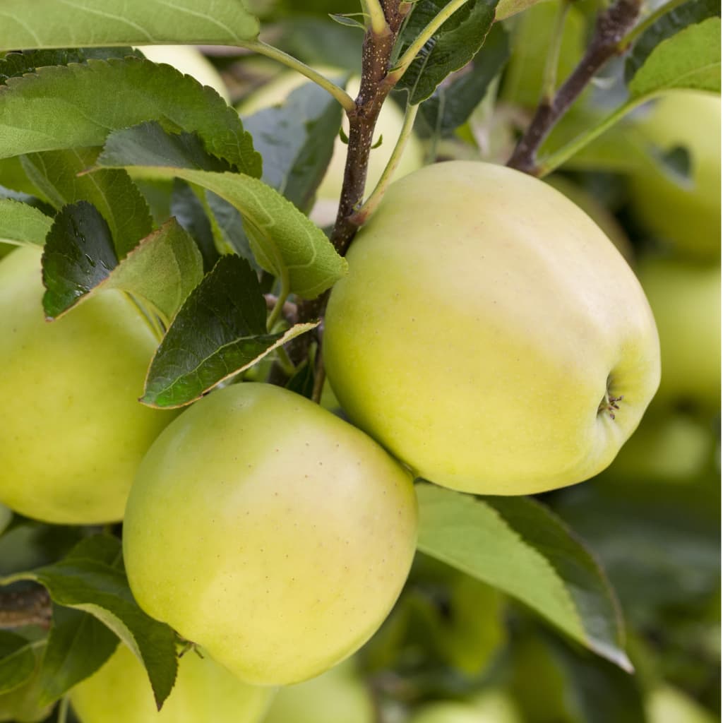 Malus 'Golden Delicious'