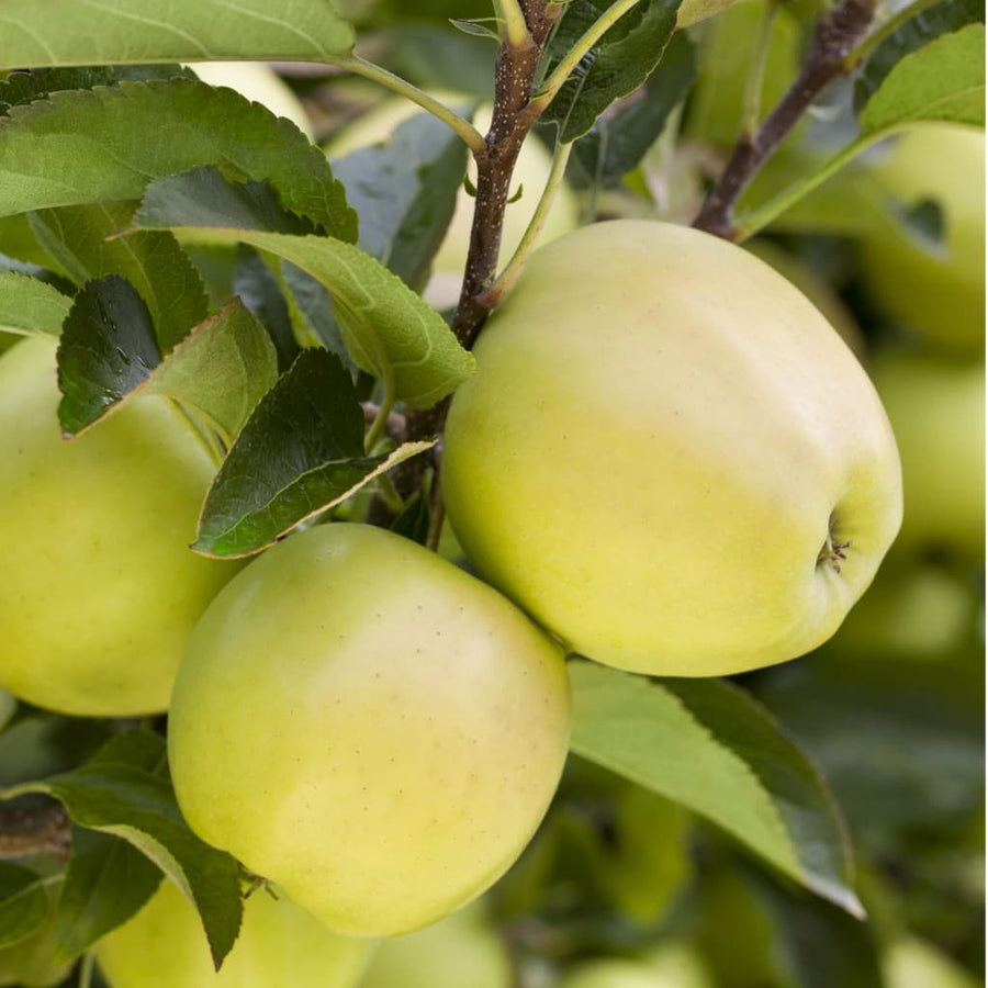Malus 'Golden Delicious'