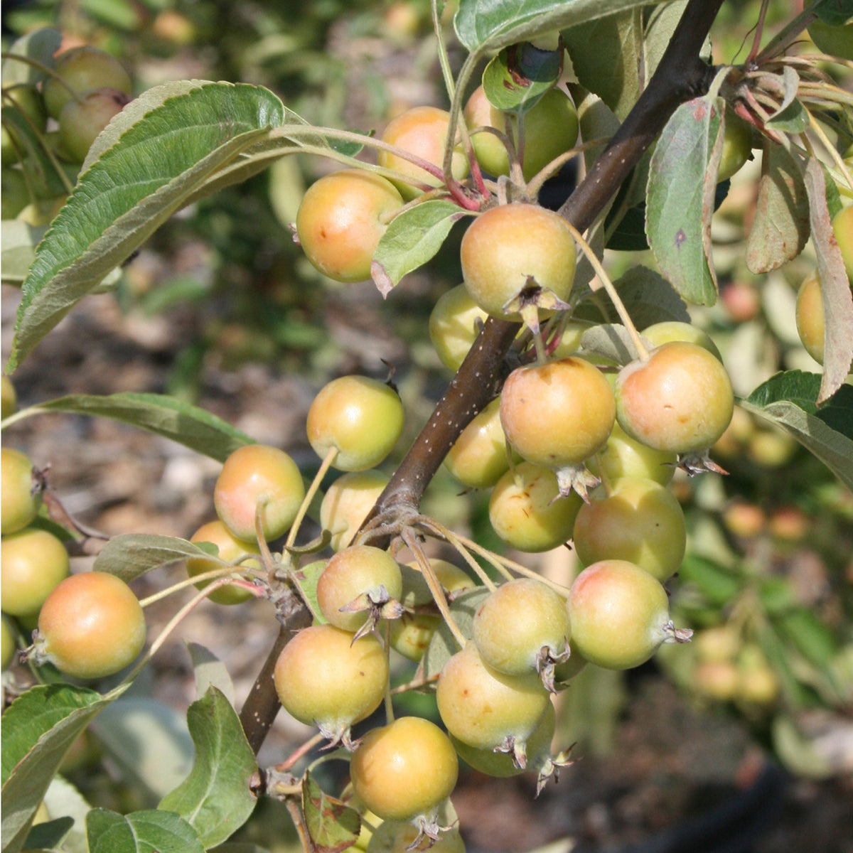 Malus 'Golden Hornet'