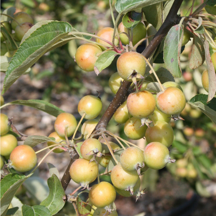 Malus 'Golden Hornet'