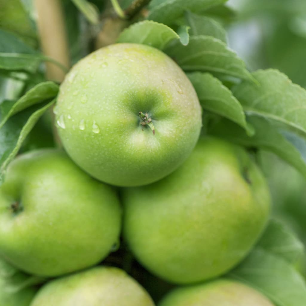 Malus 'Greencats'